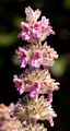 Deutscher Ziest - Stachys germanica L.