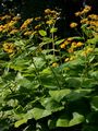 Yellow Oxeye - Telekia speciosa (Schreb.) Baumg.
