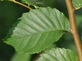 European White-Elm - Ulmus laevis Pall.