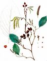 Grau-Erle - Alnus incana (L.) Moench