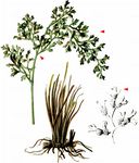 Zerschlitzter Streifenfarn - Asplenium fissum Willd. 