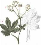 Bayerische Sterndolde - Astrantia bavarica F. W. Schultz 