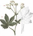 Bavarian Masterwort - Astrantia bavarica F. W. Schultz