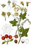 Rotfrüchtige Zaunrübe - Bryonia dioica Jacq. 