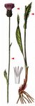 Englische Kratzdistel - Cirsium dissectum (L.) Hill 