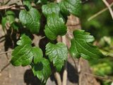 Gewöhnliche Waldrebe - Clematis vitalba L.