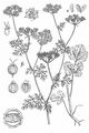 Coriander - Coriandrum sativum L.