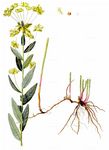 Weidenblättrige Wolfsmilch - Euphorbia salicifolia Host 