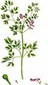 Common Ramping-Fumitory - Fumaria muralis W. D. J. Koch