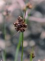 Vielblütige Hainsimse - Luzula multiflora (Ehrh.) Lej.