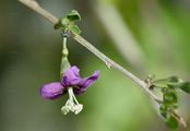 Duke Of Argyll's Teaplant - Lycium barbarum L.