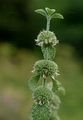 White Horehound - Marrubium vulgare L.