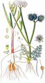 Tubular Water-Dropwort - Oenanthe fistulosa L.