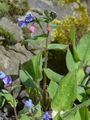Lungwort - Pulmonaria officinalis L.