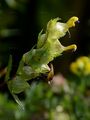 Late-Flowering Yellow Rattle - Rhinanthus angustifolius C. C. Gmel. 