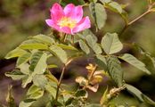 Rough-Leaved Rose - Rosa marginata Wallr.