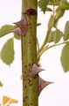Rough-Leaved Rose - Rosa marginata Wallr.