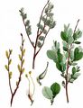Eared Willow - Salix aurita L.