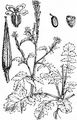 Hedge Mustard - Sisymbrium officinale (L.) Scop.