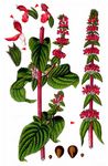 Deutscher Ziest - Stachys germanica L. 