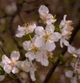 Prunus cerasifera (Kirschpflaume) - Blüten