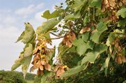 Sycamore - Acer pseudoplatanus L.