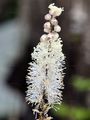  - Actaea racemosa L.