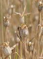 Corncockle - Agrostemma githago L.