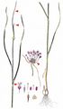 Keeled Garlic - Allium carinatum L.