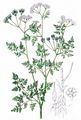 Garden Chervil - Anthriscus cerefolium (L.) Hoffm.