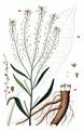 Horse-Radish - Armoracia rusticana P. Gaertn. , B. Mey. & Scherb.