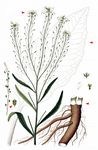 Meerrettich - Armoracia rusticana P. Gaertn. , B. Mey. & Scherb. 