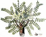 Stemless Milk Vetch - Astragalus exscapus L.