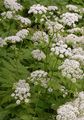 Behaarter Kälberkropf - Chaerophyllum hirsutum L. 