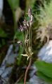 Matthioli-Primel - Cortusa matthioli L.