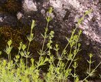 Grannen-Labkraut - Galium aristatum L.