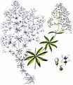 Blaugrünes Labkraut - Galium glaucum L.