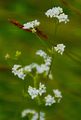 Moor-Labkraut - Galium uliginosum L.