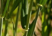 Six-Rowed Barley - Hordeum vulgare L.