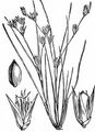 Toad Rush - Juncus bufonius L.
