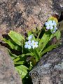 Lake Konstanz Forget-Me-Not - Myosotis rehsteineri (Hausm.) Reut.