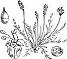 Krähenfuß-Wegerich - Plantago coronopus L.