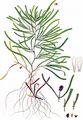 Blunt-Leaved Pondweed - Potamogeton obtusifolius Mert. & W. D. J. Koch