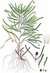 Stumpfblättriges Laichkraut - Potamogeton obtusifolius Mert. & W. D. J. Koch 