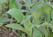 Sticky Lungwort - Pulmonaria mollis Hornem.