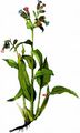 Dunkles Lungenkraut - Pulmonaria obscura Dumort. 
