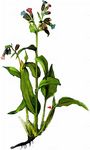 Dunkles Lungenkraut - Pulmonaria obscura Dumort. 