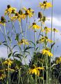 Schlitzblättriger Sonnenhut - Rudbeckia laciniata L.