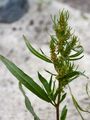 Ufer-Ampfer - Rumex maritimus L.