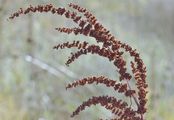 Schmalblättriger Ampfer - Rumex stenophyllus Ledeb.